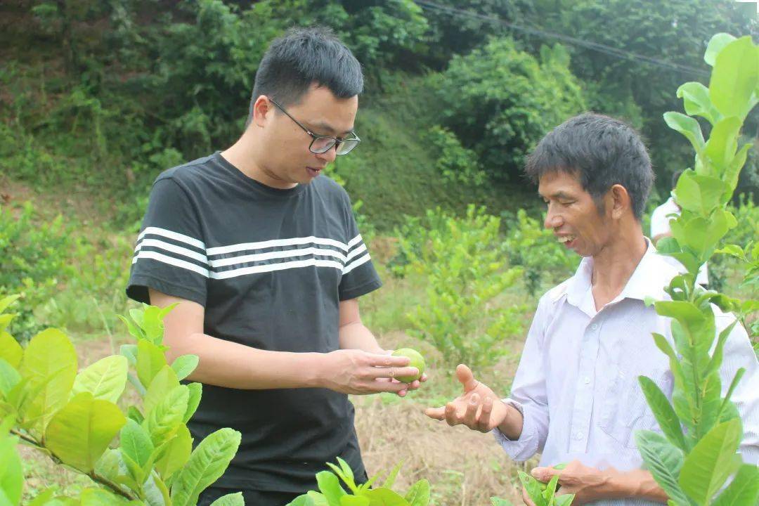 当时,正值荔枝成熟季节,由于荔枝销路不畅,果价太低,漫山遍野压弯树枝