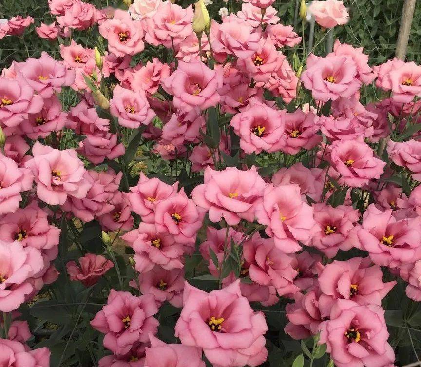 五月出游收下这份百花图谱啥花都能叫上名