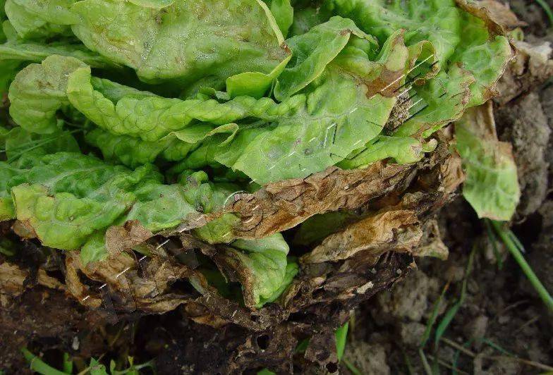 蔬菜叶边缘焦枯症状分析
