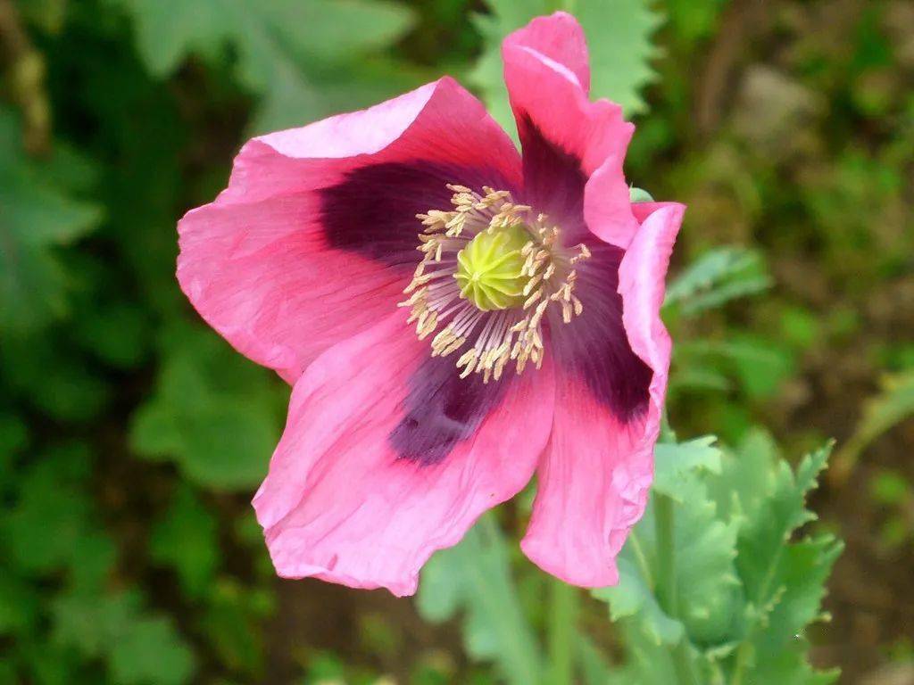 重瓣罂粟可以合法种植吗