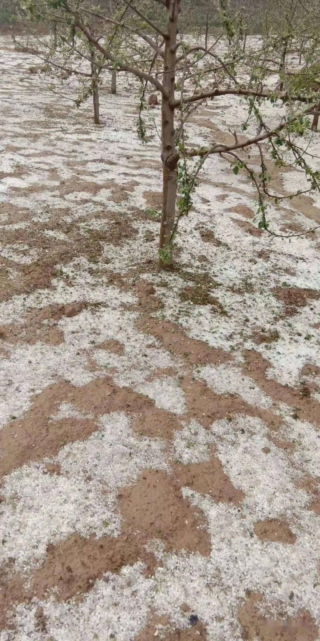 天水市秦州区牡丹镇高磨村,平南镇等地突遭冰雹袭击定西通渭5月2日15