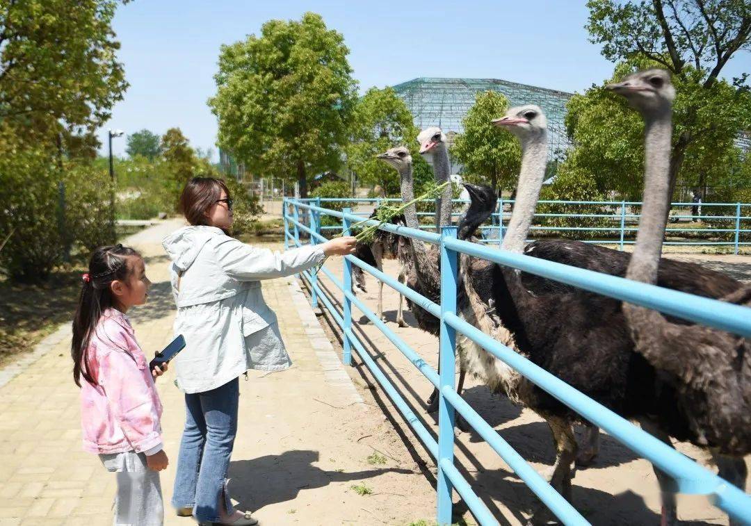 金湖三禾麦可兔小镇,许多市民走出家门放松心情,欢度假日.