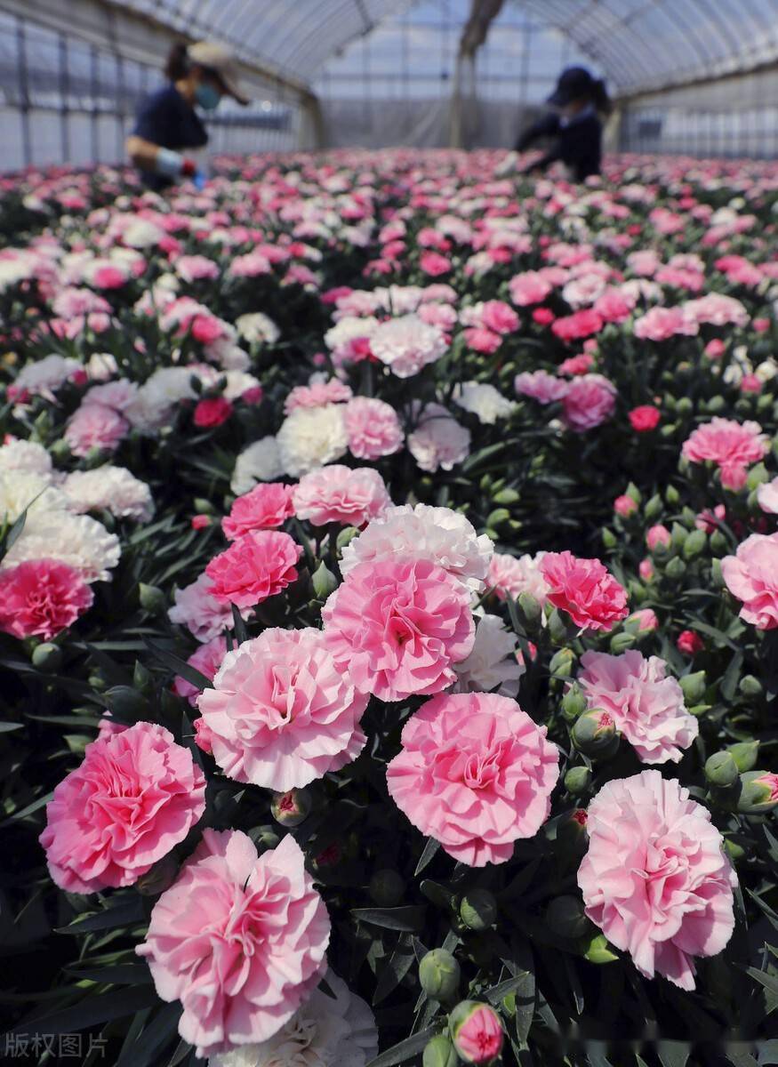 母亲节即将到来日本盛放康乃馨准备就绪