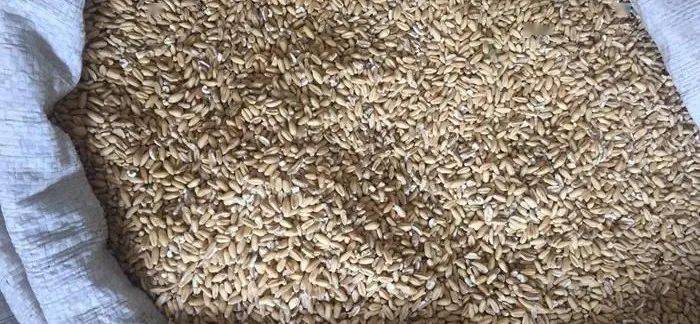 (浮小麦,药房有售,建议找正规大药房购买)