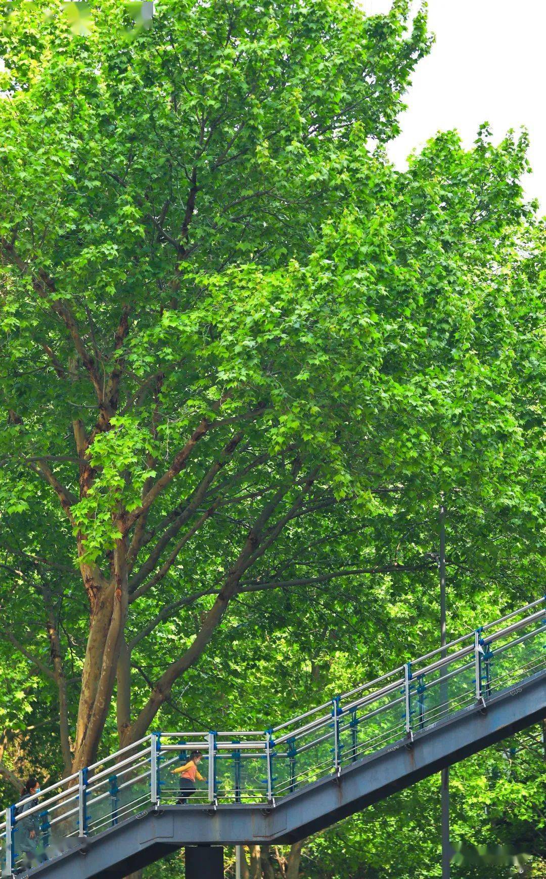 在郑州爱上法桐