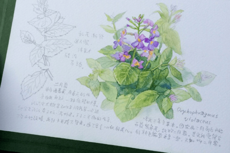 附一张作者手绘的二月兰▼今日话题q:你有培养过孩子的绘画能力吗 ?