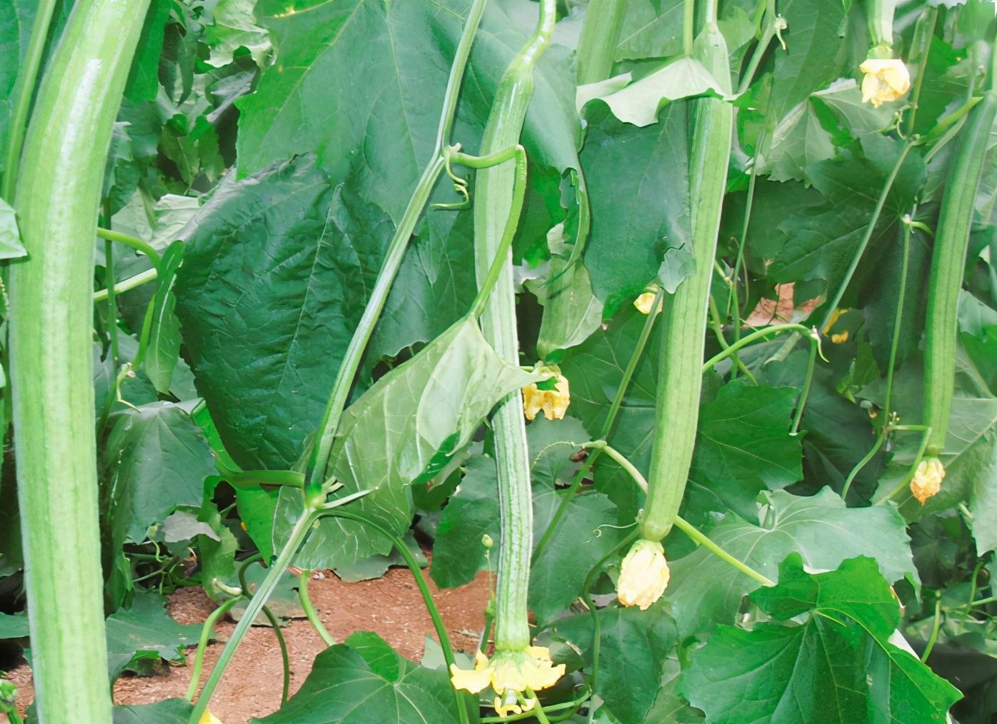 丝瓜在生长的过程中,需要植株根系大量输送养分,而自然生长过程中结