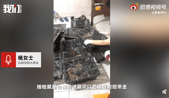 成都现宠物盲盒执法人员回应央视评论宠物盲盒是对人性的背离