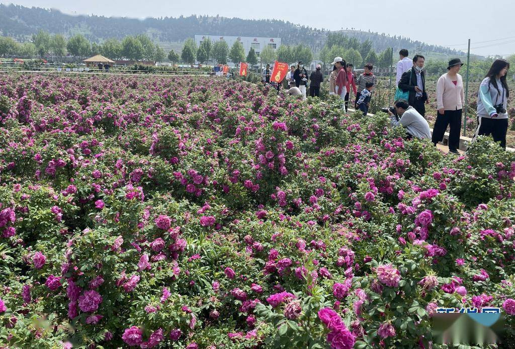5月4日,游客在平阴县玫瑰园欣赏盛开的玫瑰