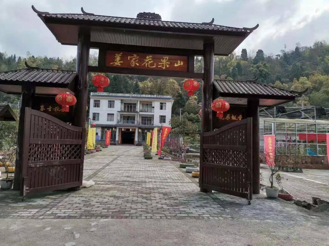 姜家花果山桃子熟了快去采摘