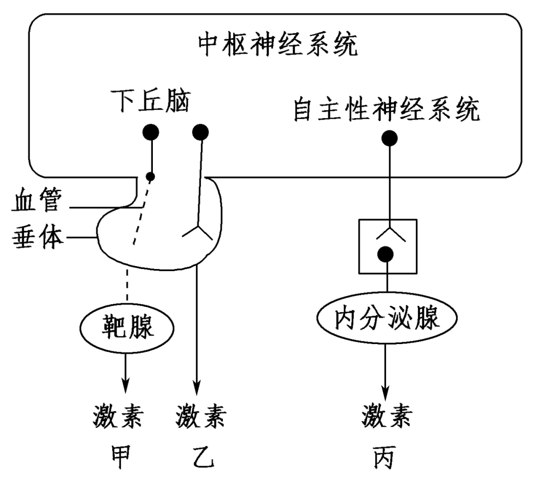 即:(2)抗利尿激素的分泌调节属于乙类型,即由下丘脑合成,经垂体释放