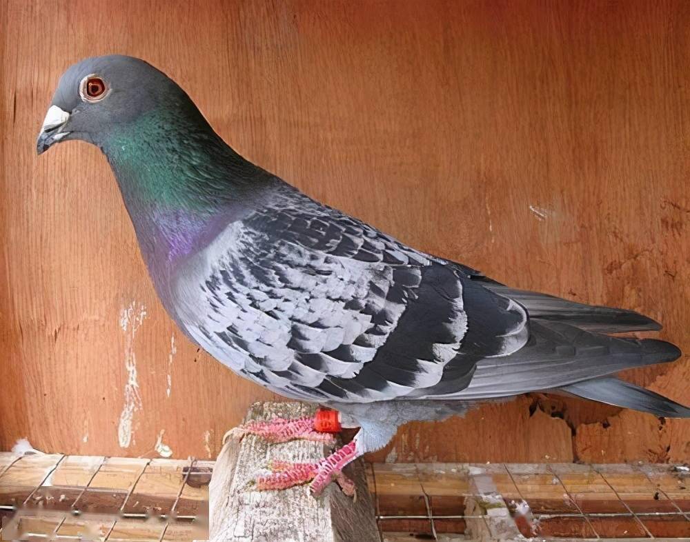 种鸽育雏怎么做才能降低雏鸽养不好的概率?