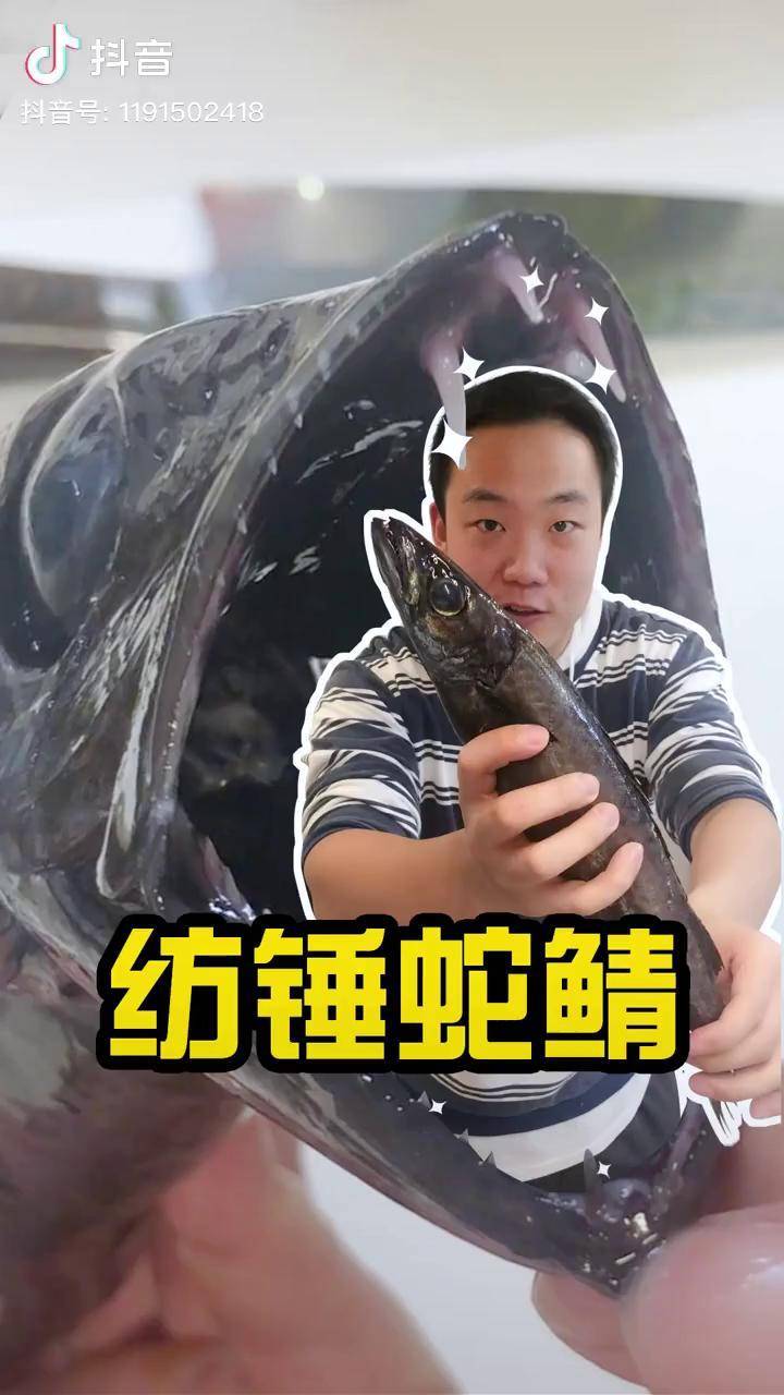 肉里都是刺的鱼也能刺身会卡喉咙吗纺锤蛇鲭刺身美食鱼刺抖音美食创作