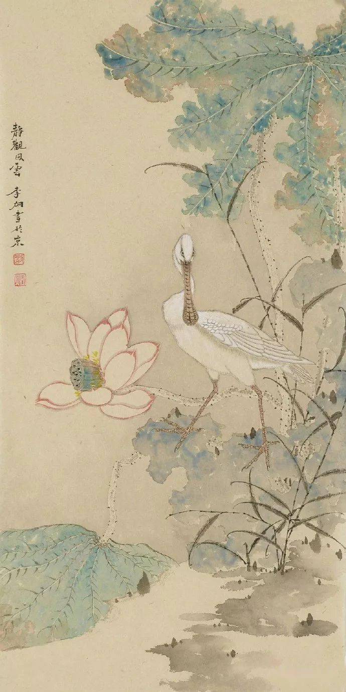 清荷,消夏!_荷花