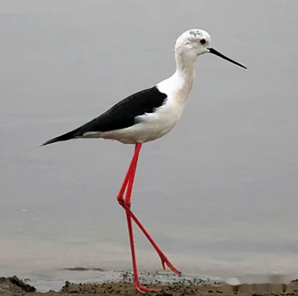 在东胜村子里发现一只从未见过的长脚鸟他们赶紧