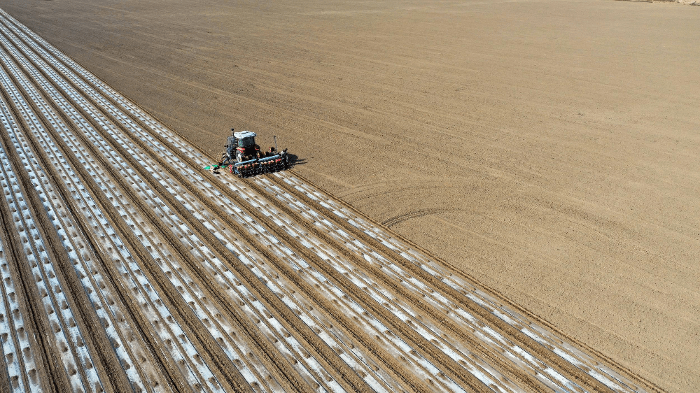 沙雅县190万亩棉花播种接近尾声