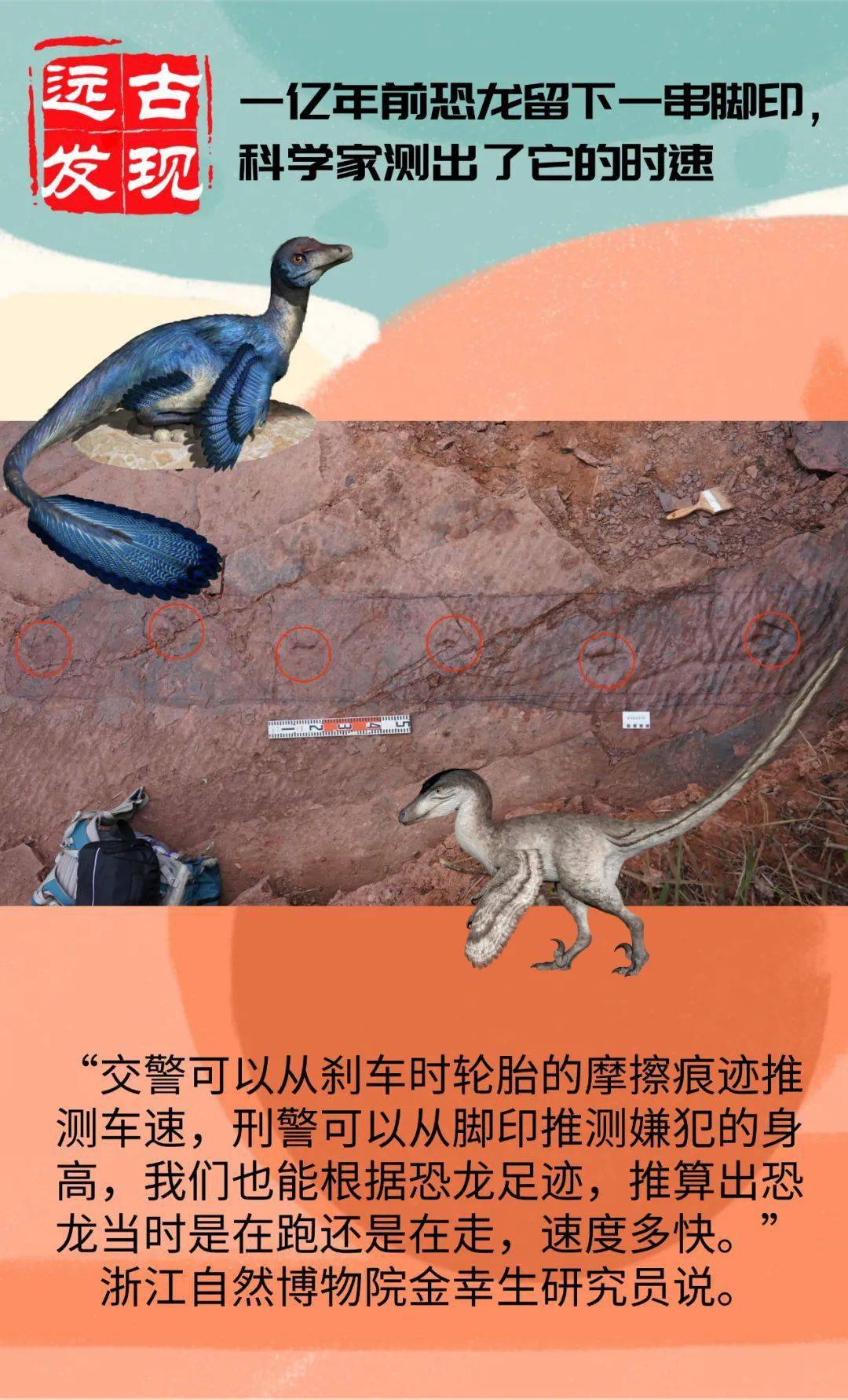 化石|原来一亿年前的恐龙，走路是这个速度！