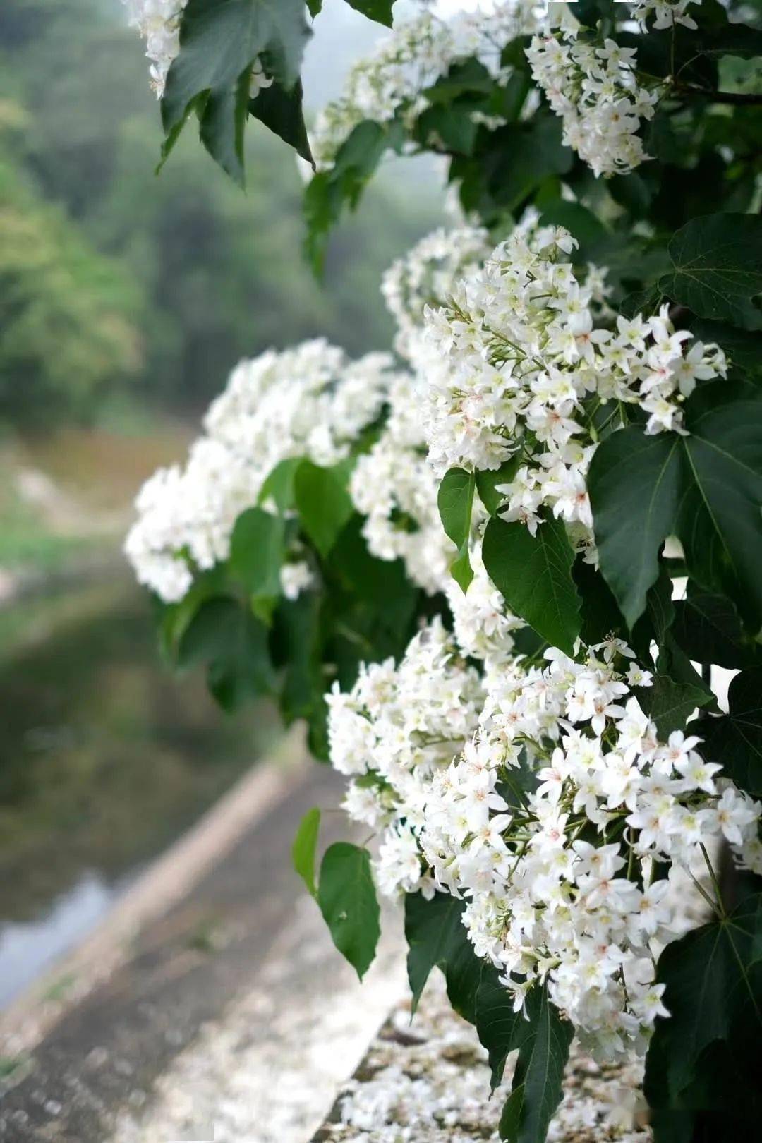 五月在莆田邂逅一场油桐花事