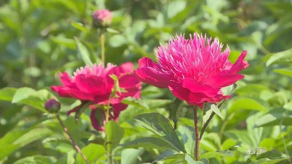 華夏牡丹園的芍藥花 今年華夏牡丹園栽植了高杆紅,巧玲,大富貴,墊江