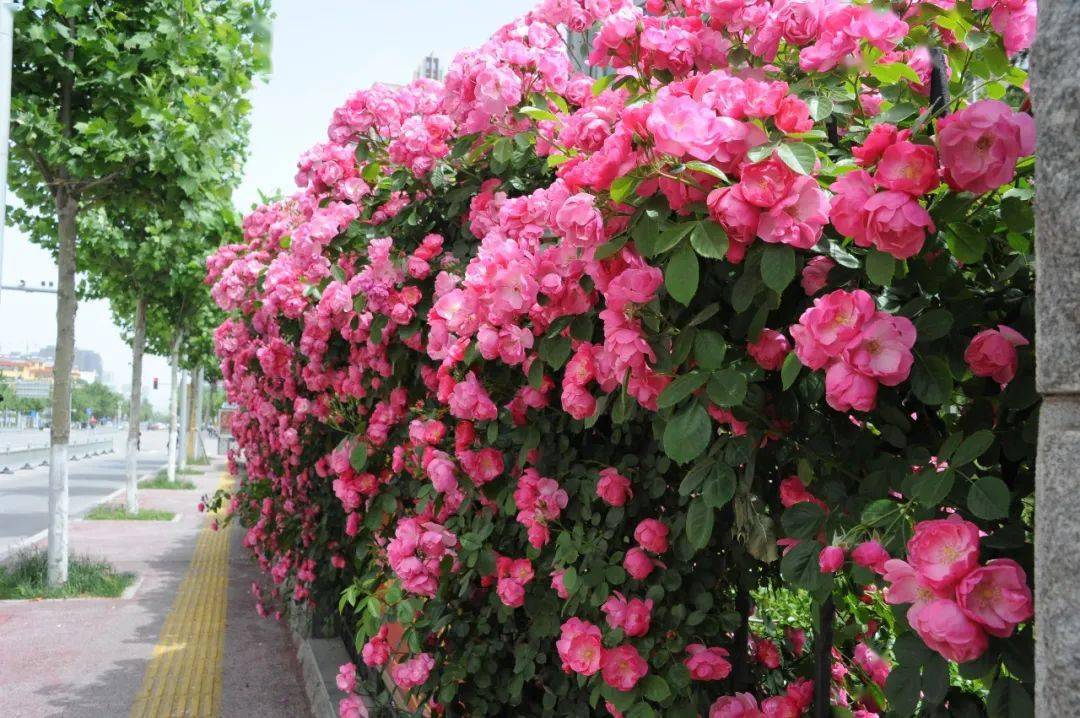 记者了解到,牡丹嘉园小区东围墙同样被鲜花包围,大片的蔷薇竞相绽放.