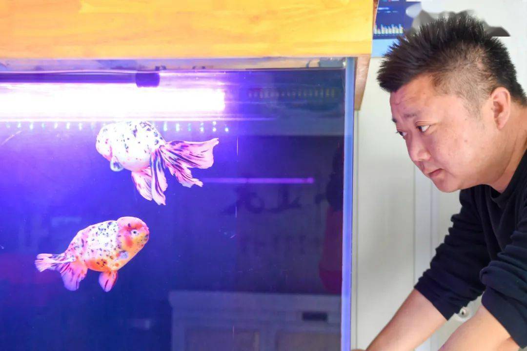 大圩 观赏鱼养殖户十多家 贵的1 5万元一条 小金鱼 游 出新产业 胡正宇