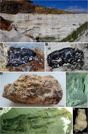 化石|中外科学家“解锁”1500万年前热带雨林“宝石库”