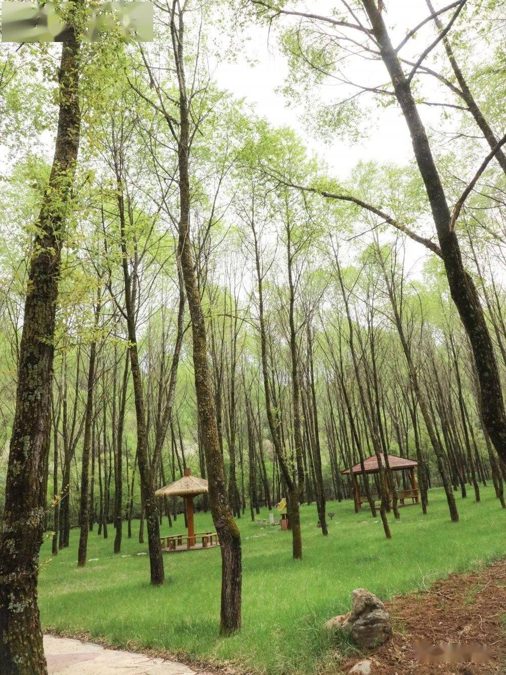 五一假日期间,劳山国家森林公园游人如织,错过了假期可不要再错过这个