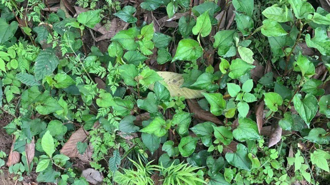 小编带你挖洋芋,择泡子克_漫山遍野