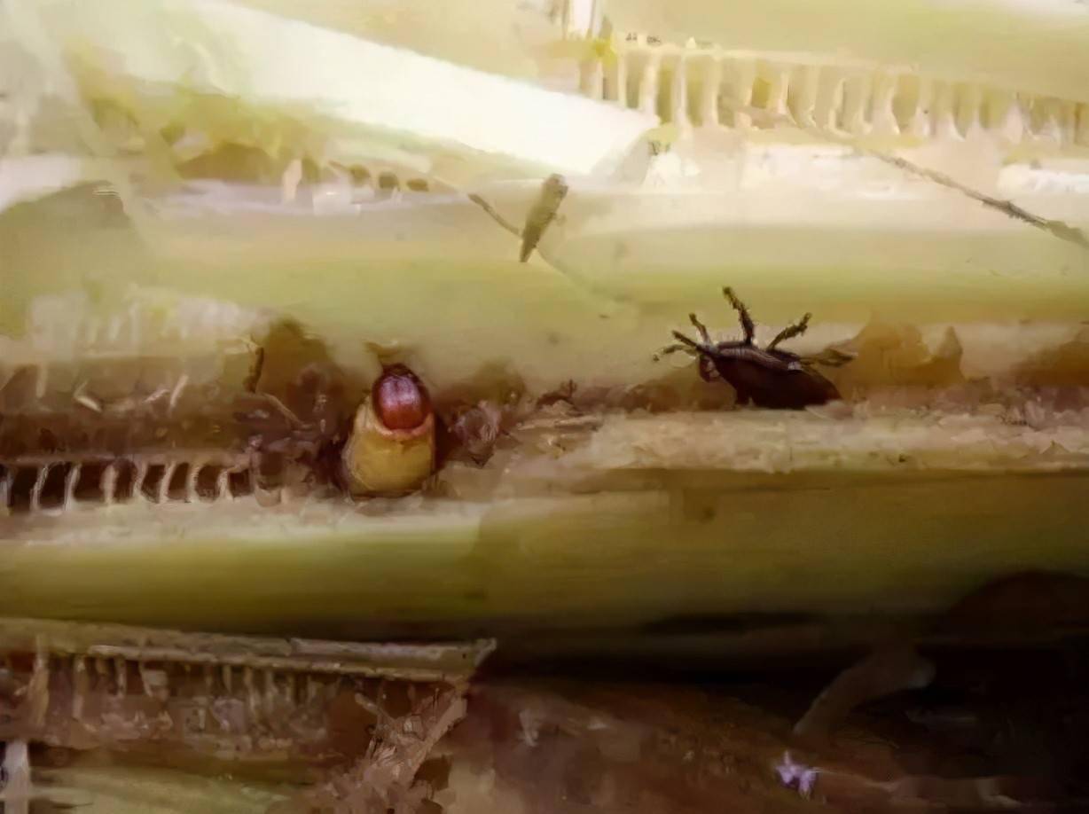 蕉农要警惕这个虫子五月到七月为害最严重香蕉假茎象鼻虫