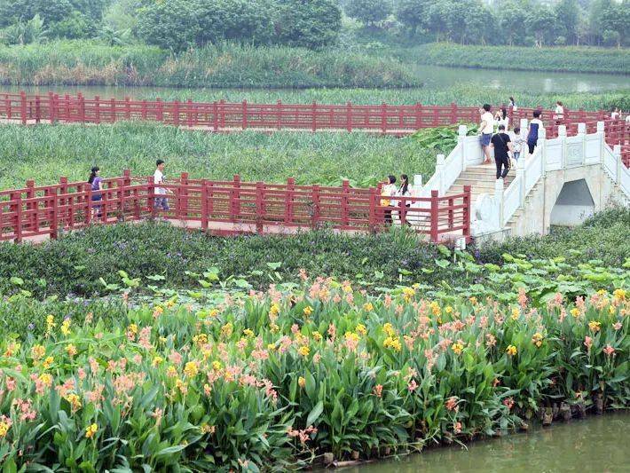 华阳湖湿地公园麻涌马滘河景观那考河海绵城市2,花境植物应用案例