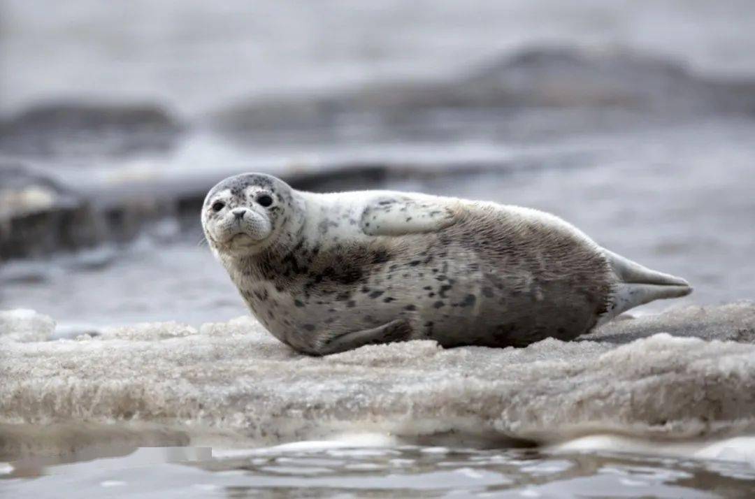 这群擅长躺平的"珍稀萌友"今年升级了_海豹
