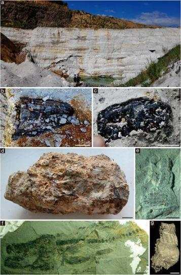 琥珀|科学家“解锁”福建1500万年前热带雨林“宝石库”
