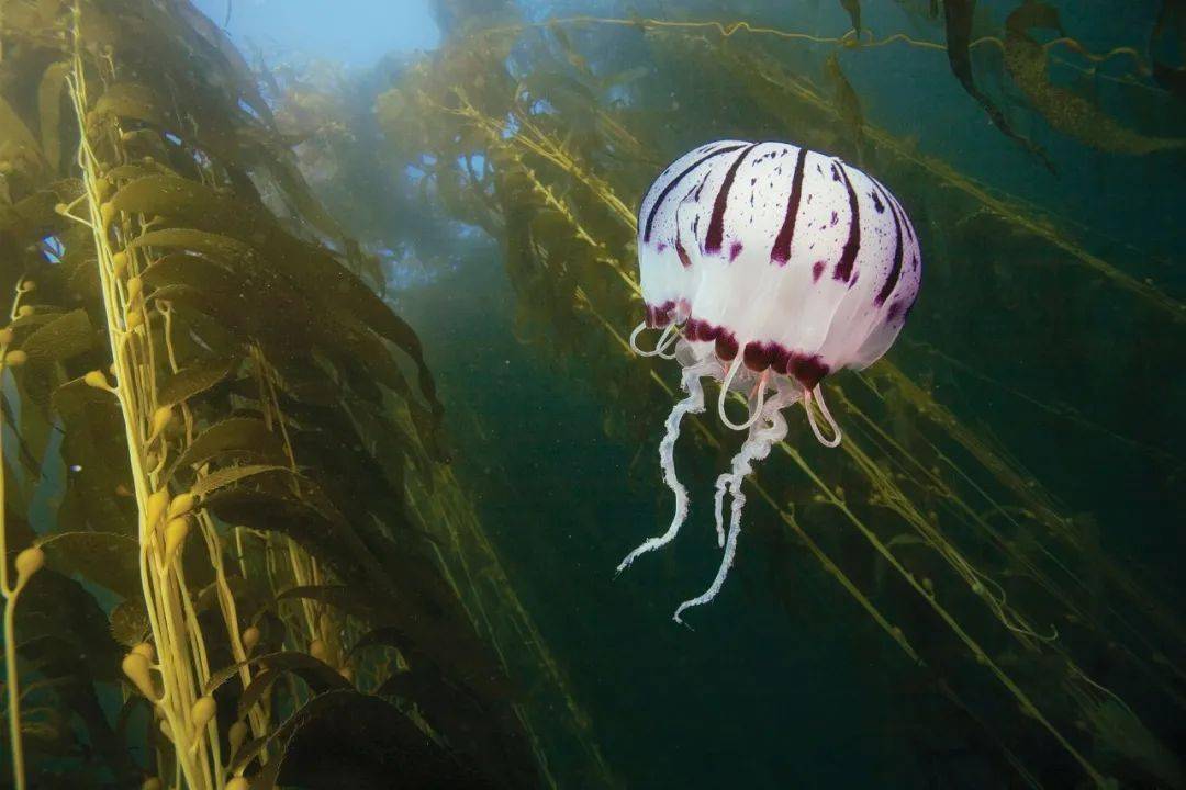 人类如何抵达美洲大陆沿着巨藻森林逛吃逛吃