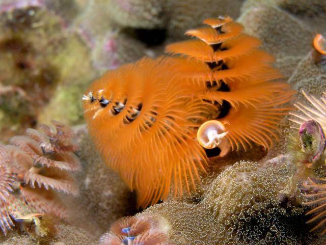 美麗的海底生物