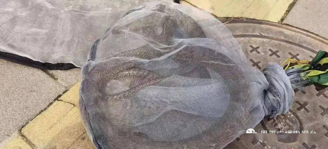 蛇什么时候最容易出没 73ff6fd2d2454828b1653ff9e2571a02.jpeg