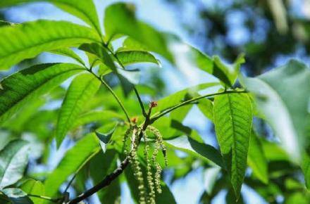 作业|零的突破！临安山核桃首次完成无人机智能授粉