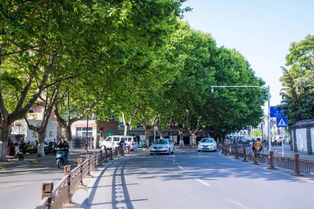 梧桐深深淮海路从南到北慢慢看扬州