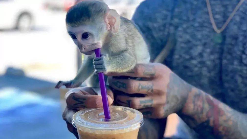 猫屎咖啡都知道，猴子咖啡是个啥？