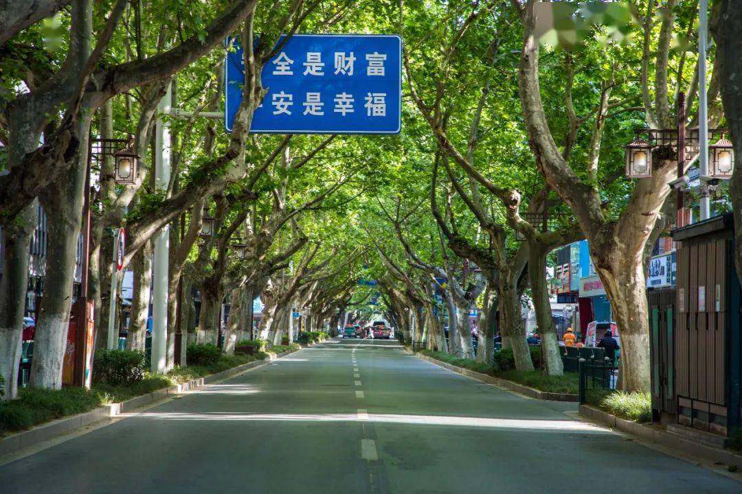 梧桐深深淮海路从南到北慢慢看扬州