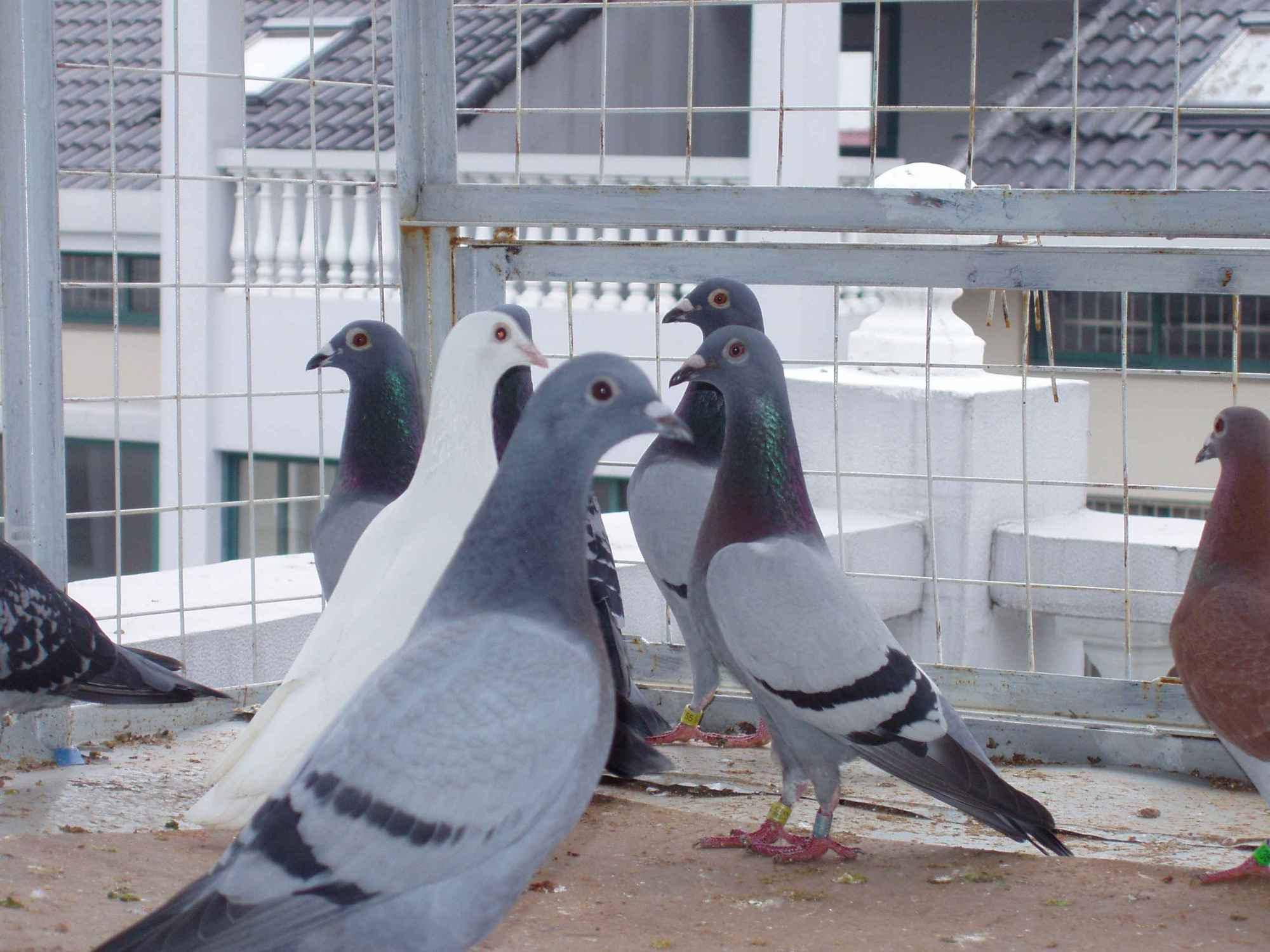 小幼鸽开家,怎么减少游棚?其实诀窍很简单