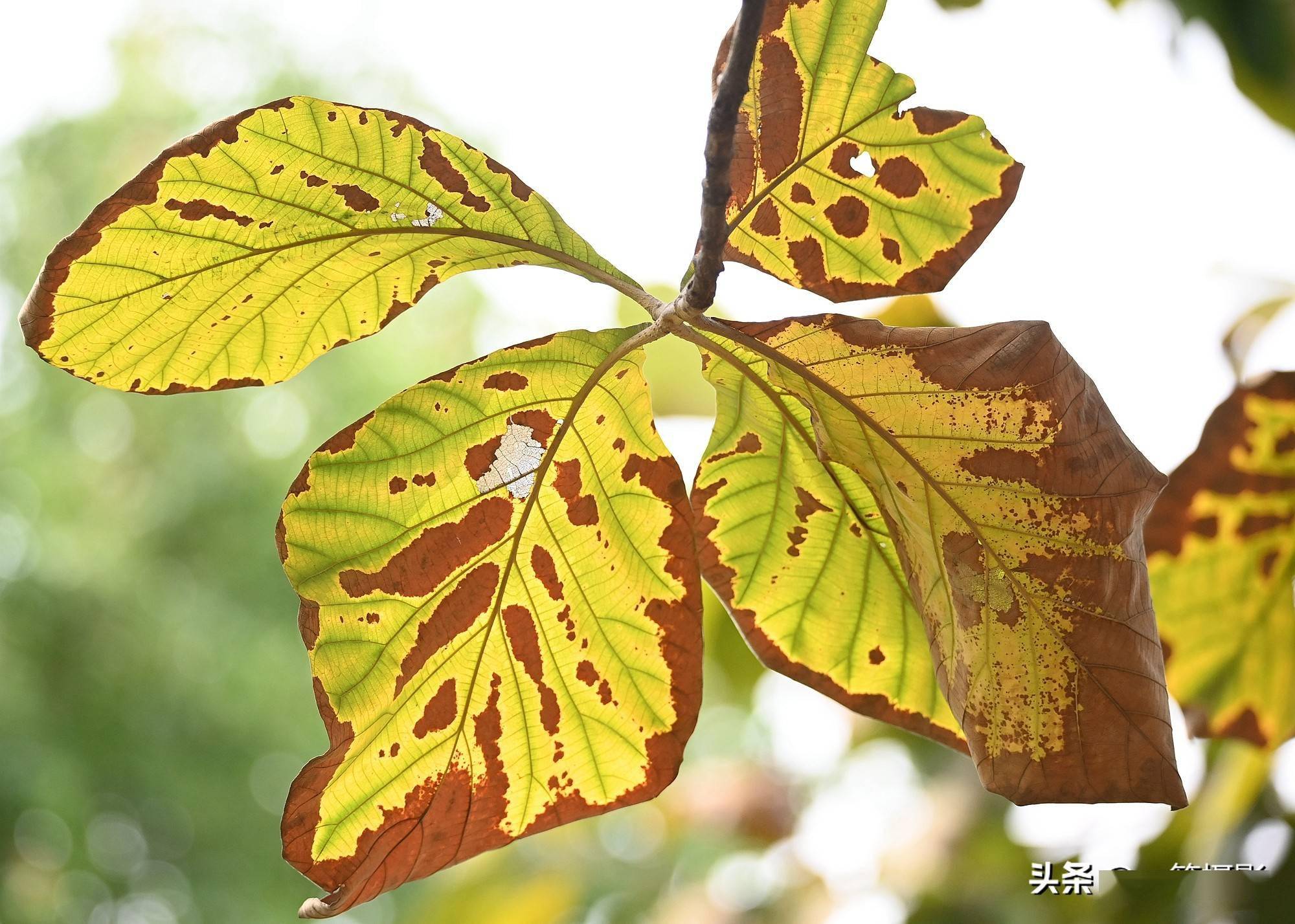 长在广州的柚木叶儿也可以这么美