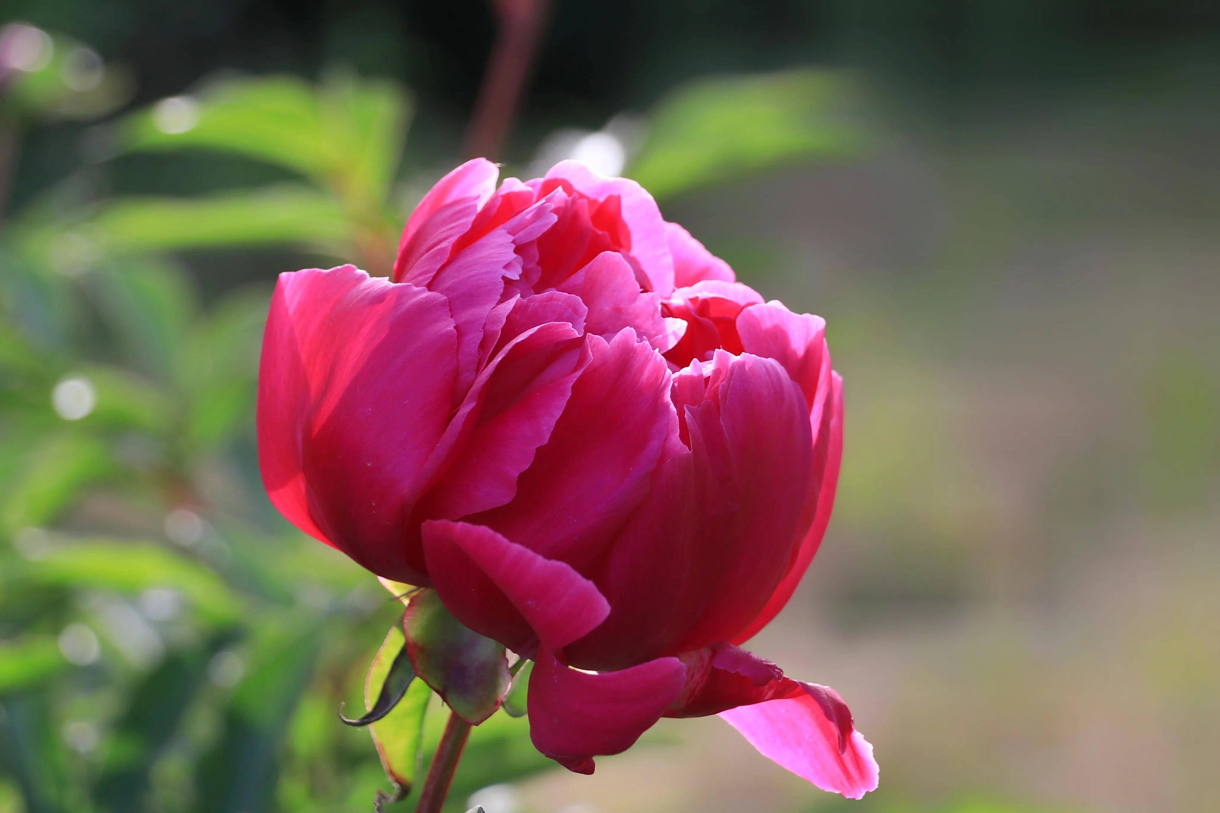 九幅精美芍藥圖