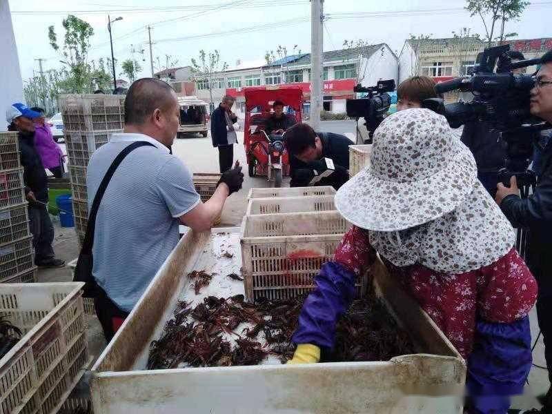 眼下,长丰县下塘镇不少龙虾养殖户开始忙碌起来,下笼逮虾,起获一冬