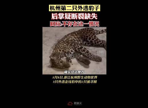 豹子后掌疑断裂?富阳官方回应:不存在这一情况