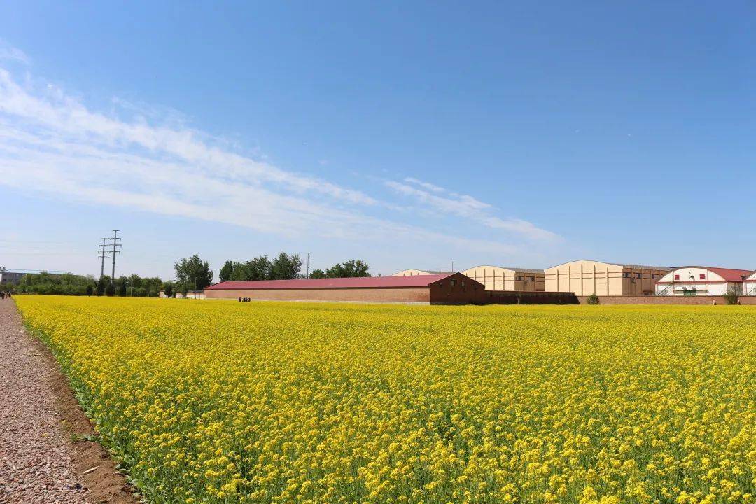 北务镇百亩油菜花绽放_王各庄村