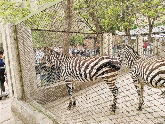 守护者诉说不了情_动物园