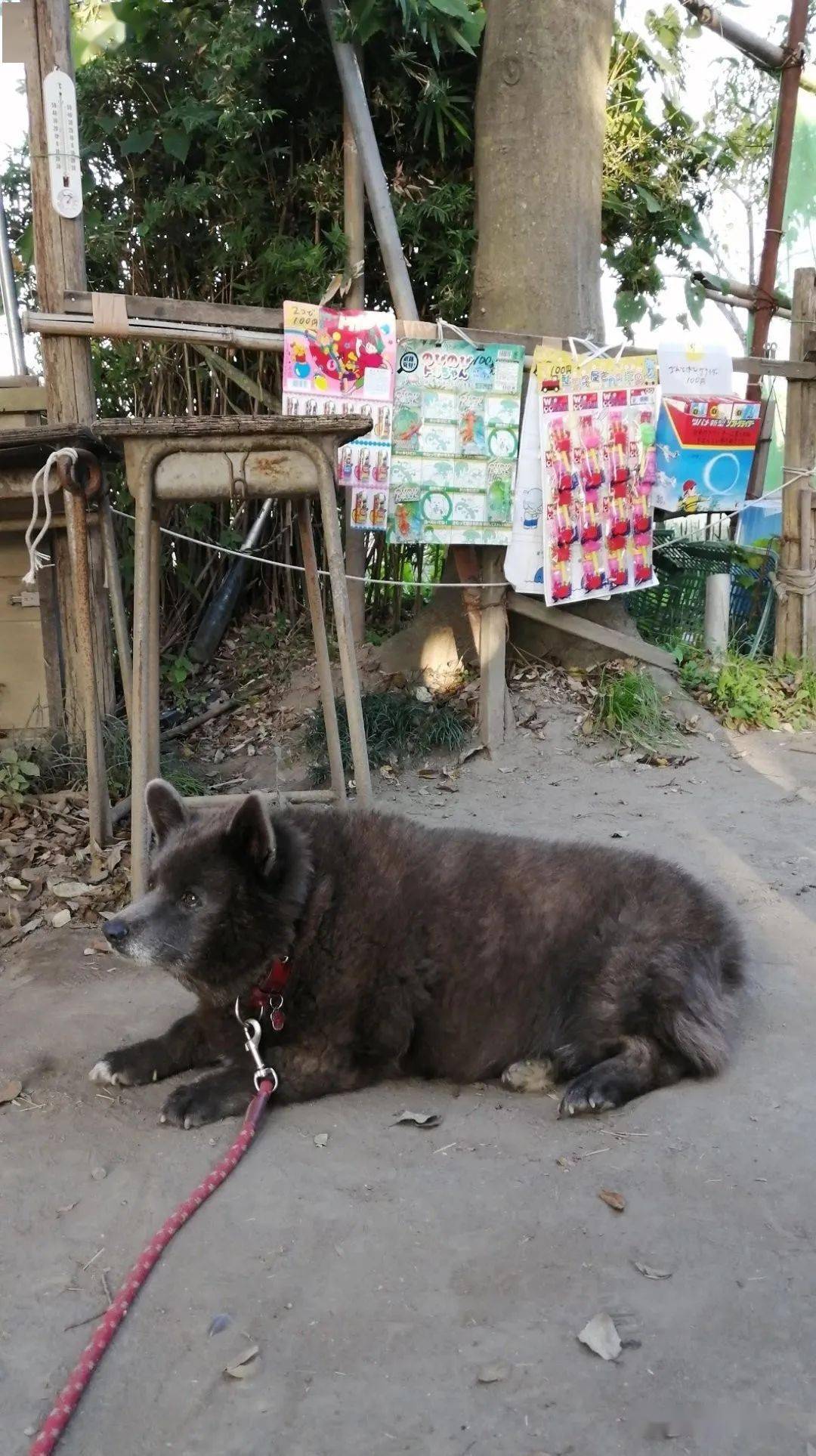 柯基甲斐犬狗子长成了熊的模样柯基的小短腿基因真的太强了