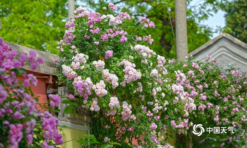 中国天气网讯 五月正值北京的蔷薇观赏季,近日,五塔寺七姊妹蔷薇花