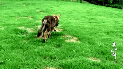 拿命撸狼,这个中国女人,太狠了