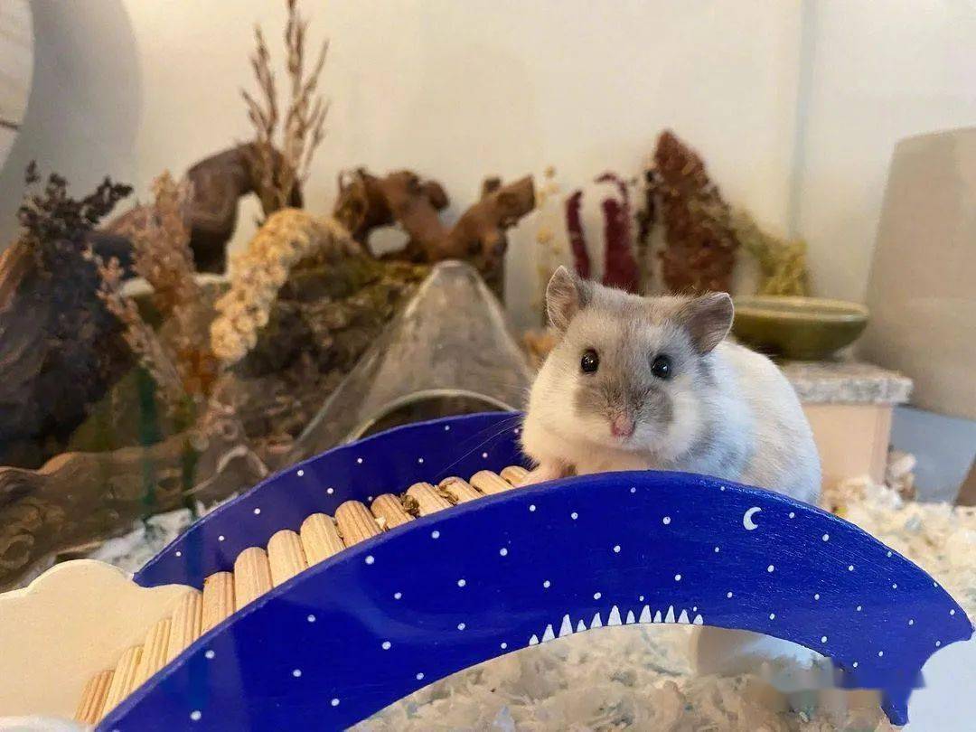 可爱弱小又无辜,这样的仓鼠好想拥有!